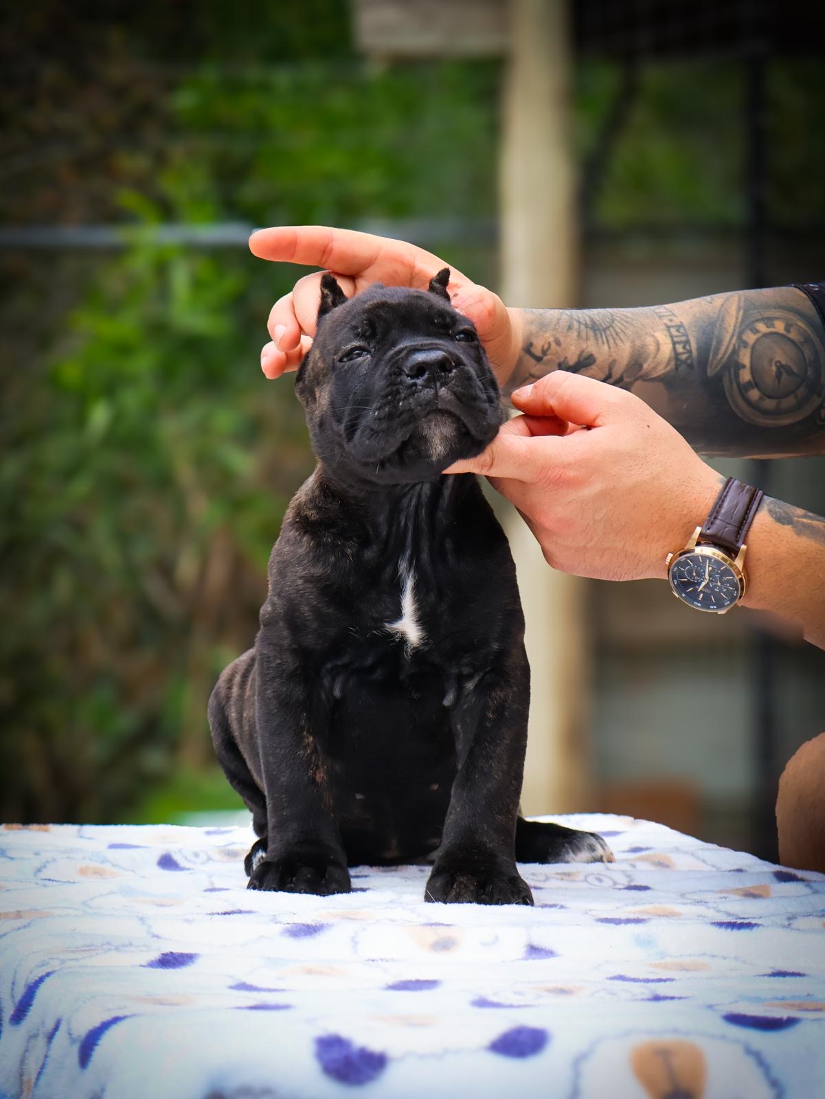 Cachorro Cane Corso Viziato's Roma - Hembra - color Black brindle
