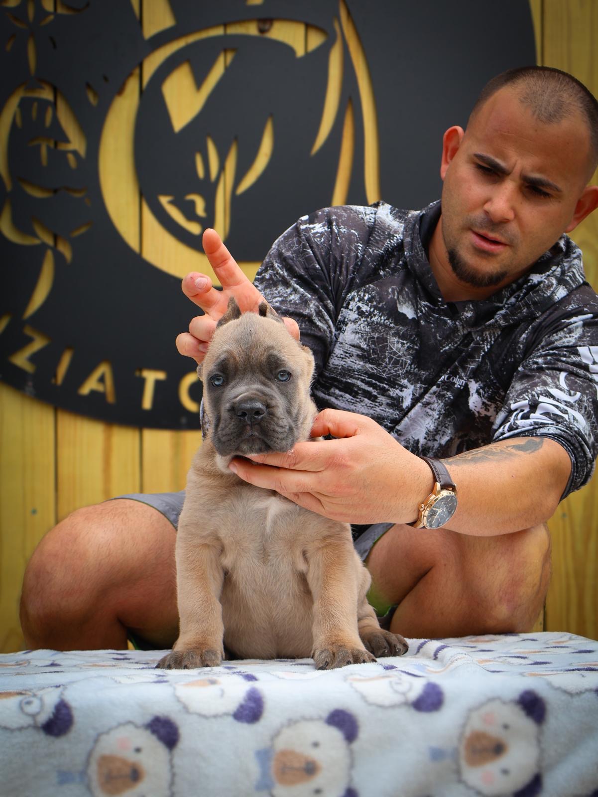 Cachorro Cane Corso Viziato's Hercules - Macho - color Formentino