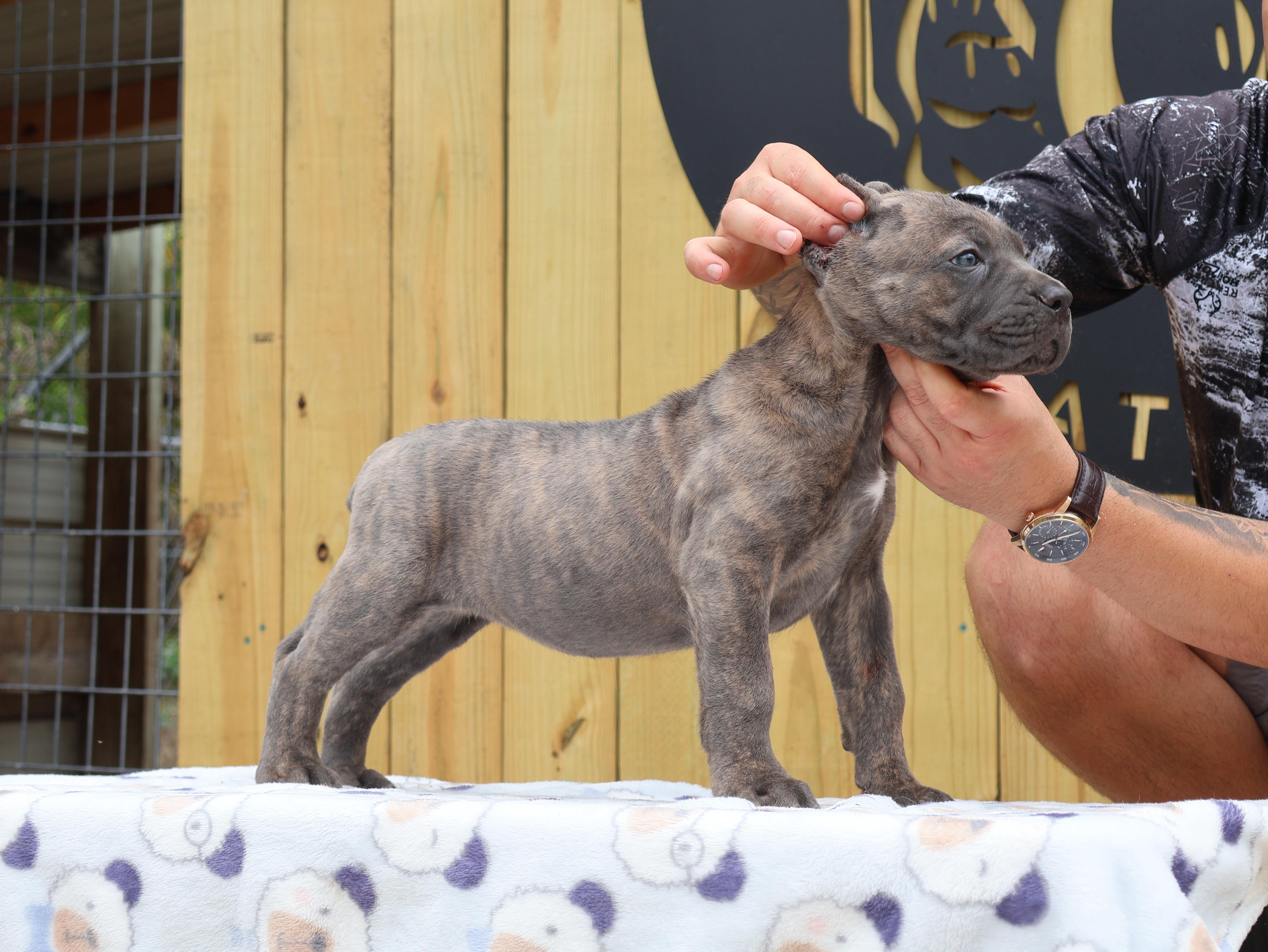 Cachorro Cane Corso Viziato's Paris - Hembra - color Gray Brindle 
