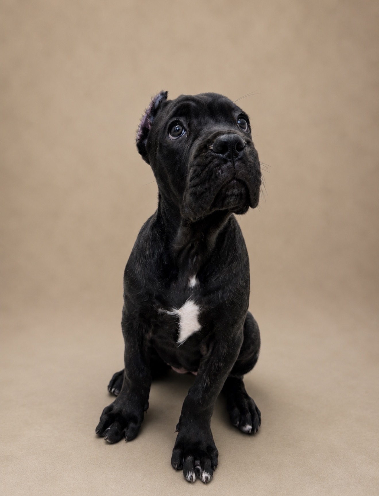 Cachorro Cane Corso Viziato's Angel of War - Hembra - color 