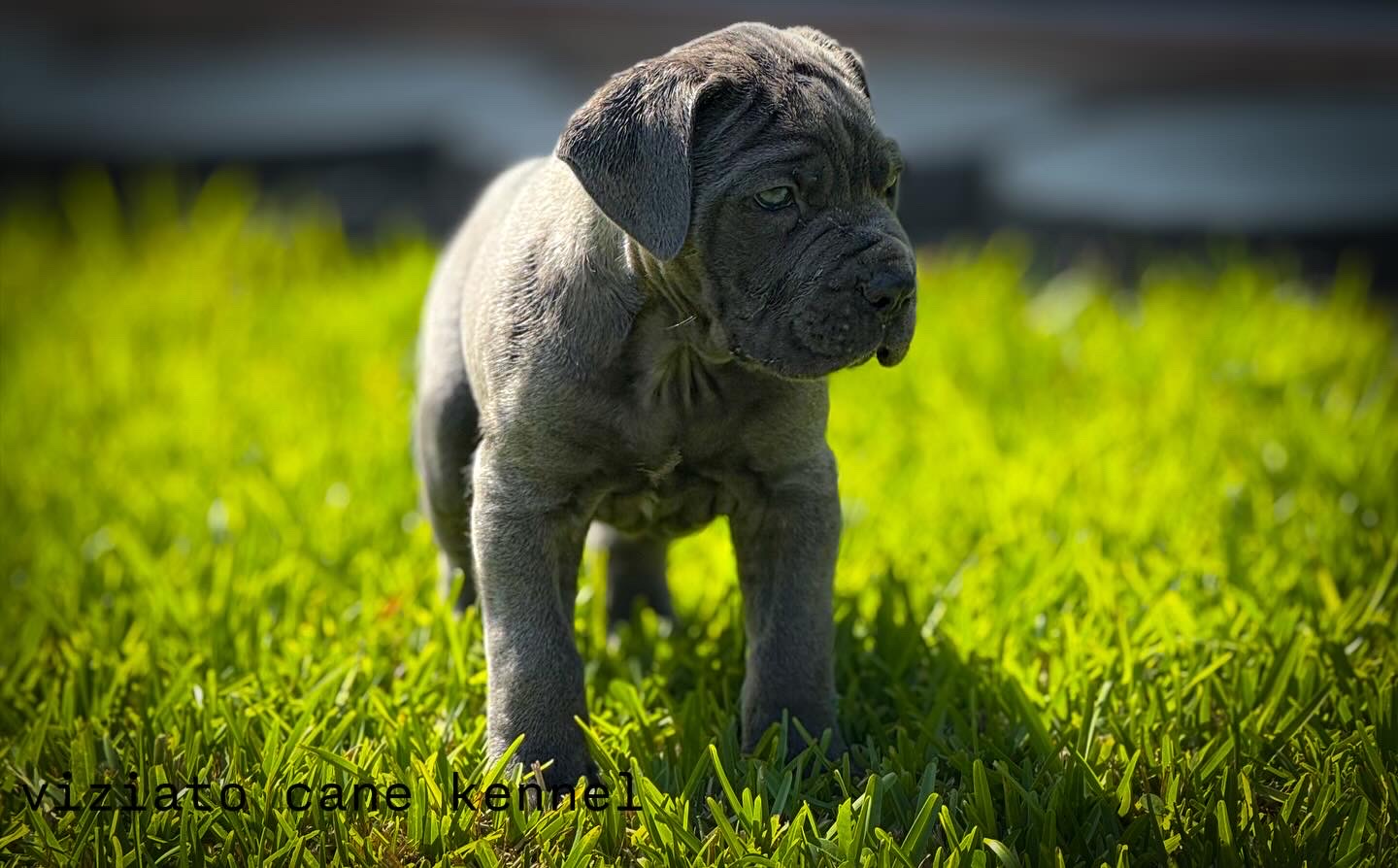 Cachorro Cane Corso Viziato's Grayson - Macho - color Gray